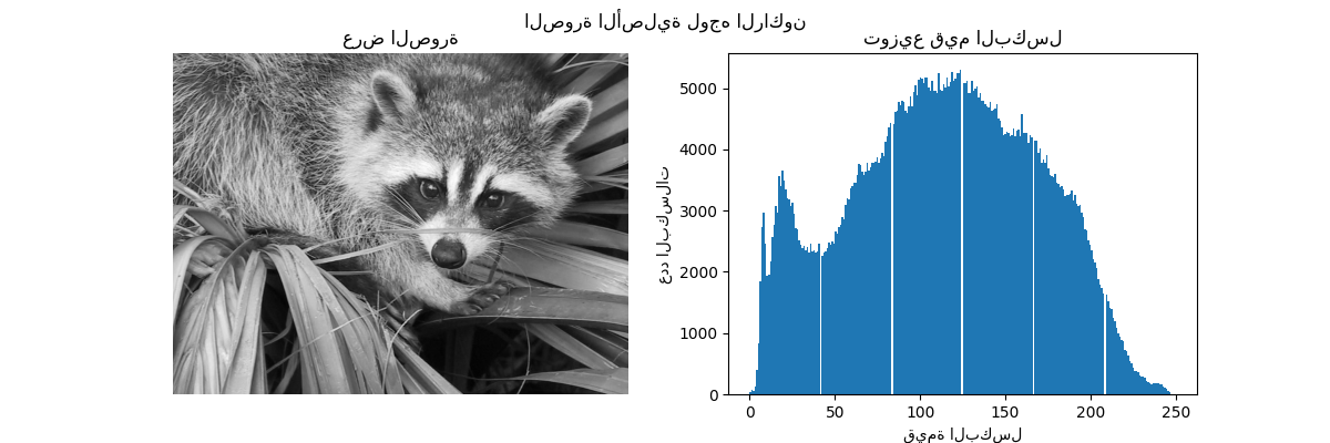 الصورة الأصلية لوجه الراكون, عرض الصورة, توزيع قيم البكسل